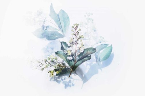 evie-shaffer-501641-unsplash